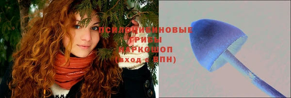прущие грибы Алзамай